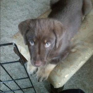 Meet your Posher, Devon